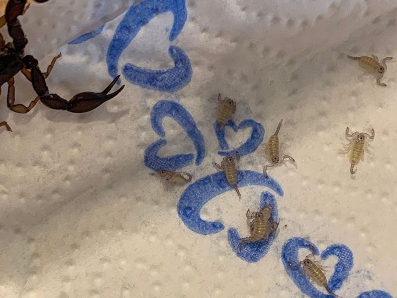 Scorpion and babies found in suitcase