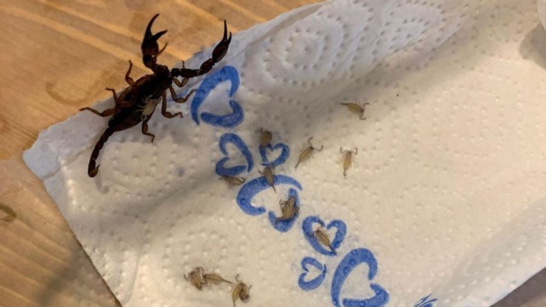 Tourist finds 18 scorpions in suitcase after returning from vacation 3 Scorpion and babies found in a suitcase