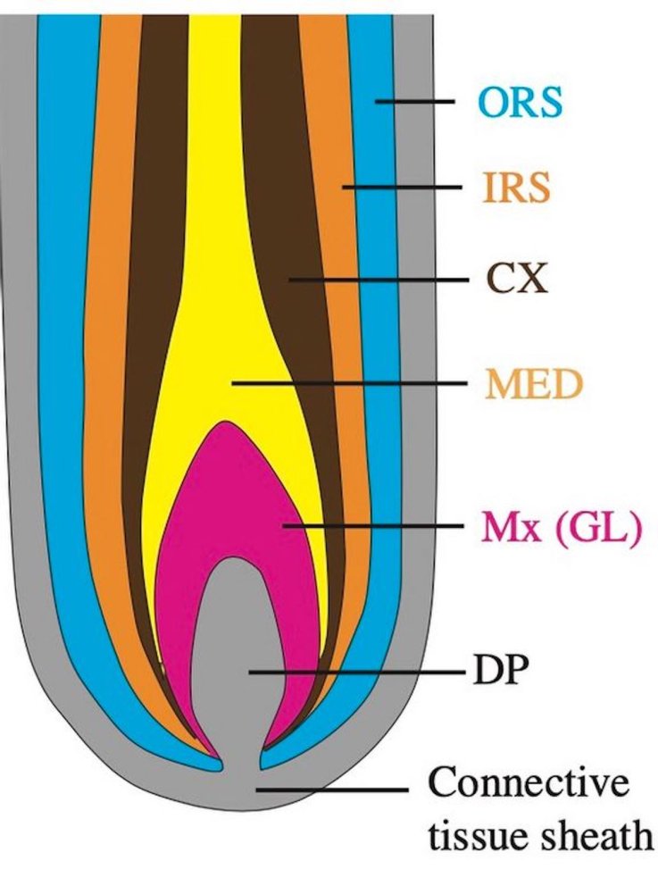 Cross section of an image of a hair follicle