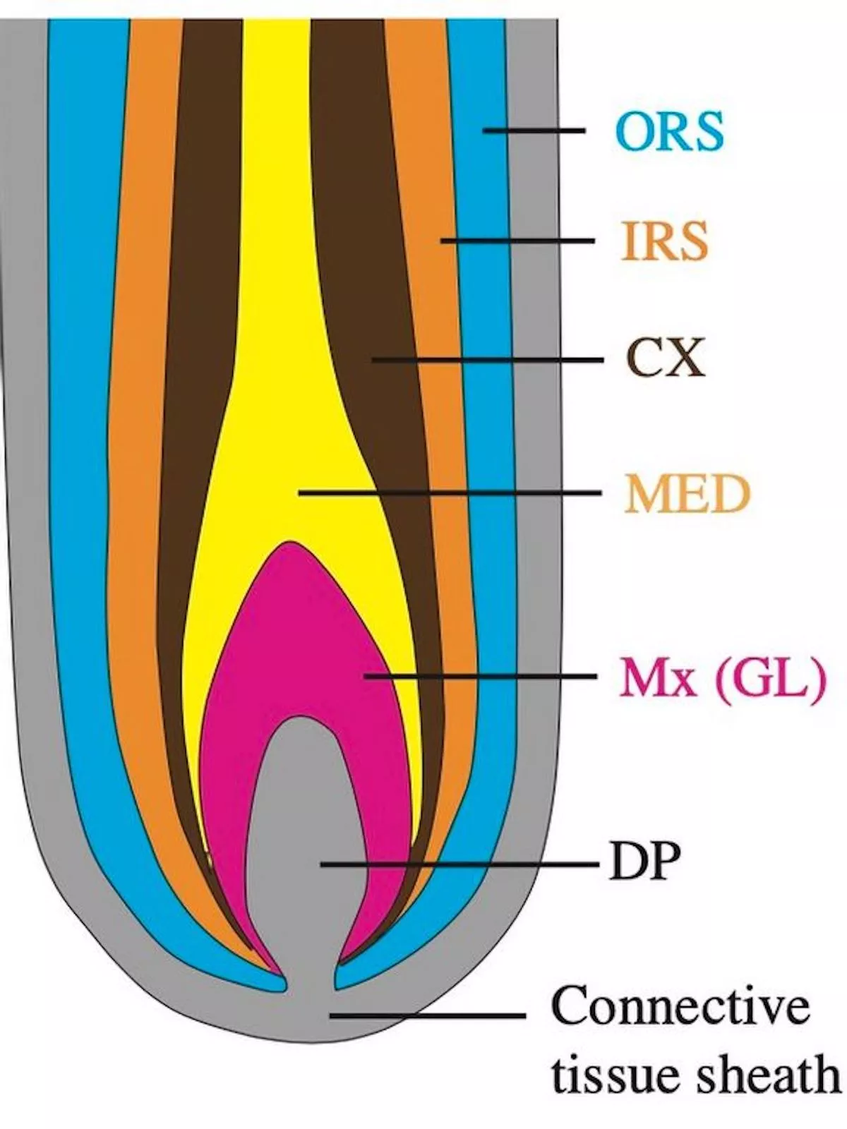 cross-section-hair-follicle-graphic.webp