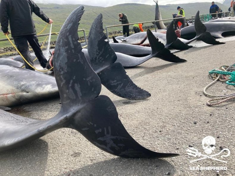 Dolphins Killed In Faroe Islands In Biggest Massacre In 124 Years Dolphin Slaughter