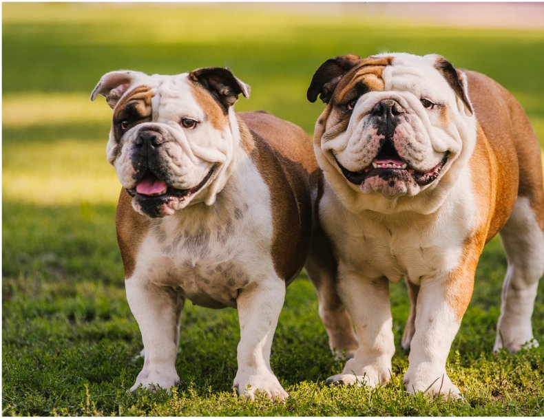 Stock image of two bulldogs 
