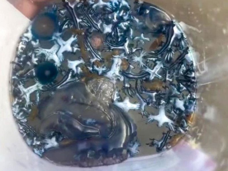 Julian Obayd catches blue dragons