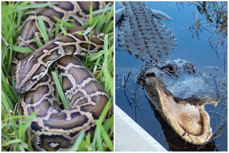 A Burmese python and an American alligator