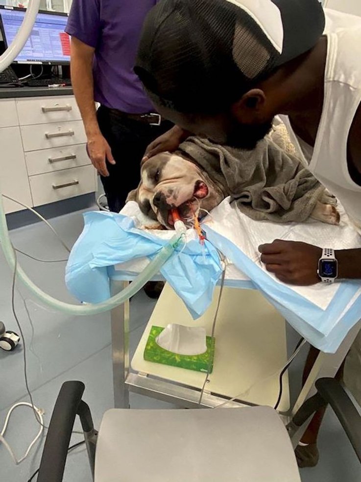 Bulldog Breezy being treated for poisonous bite