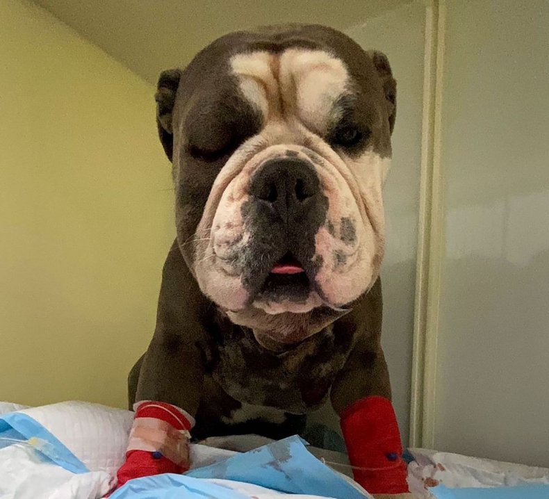 Bulldog Breezy being treated for poisonous bite