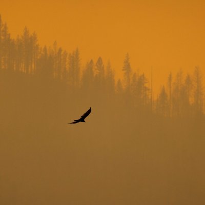 Bird in Fire Bird in Fire