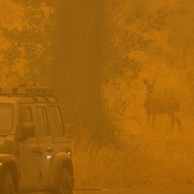 Deer in Fire Deer in Fire