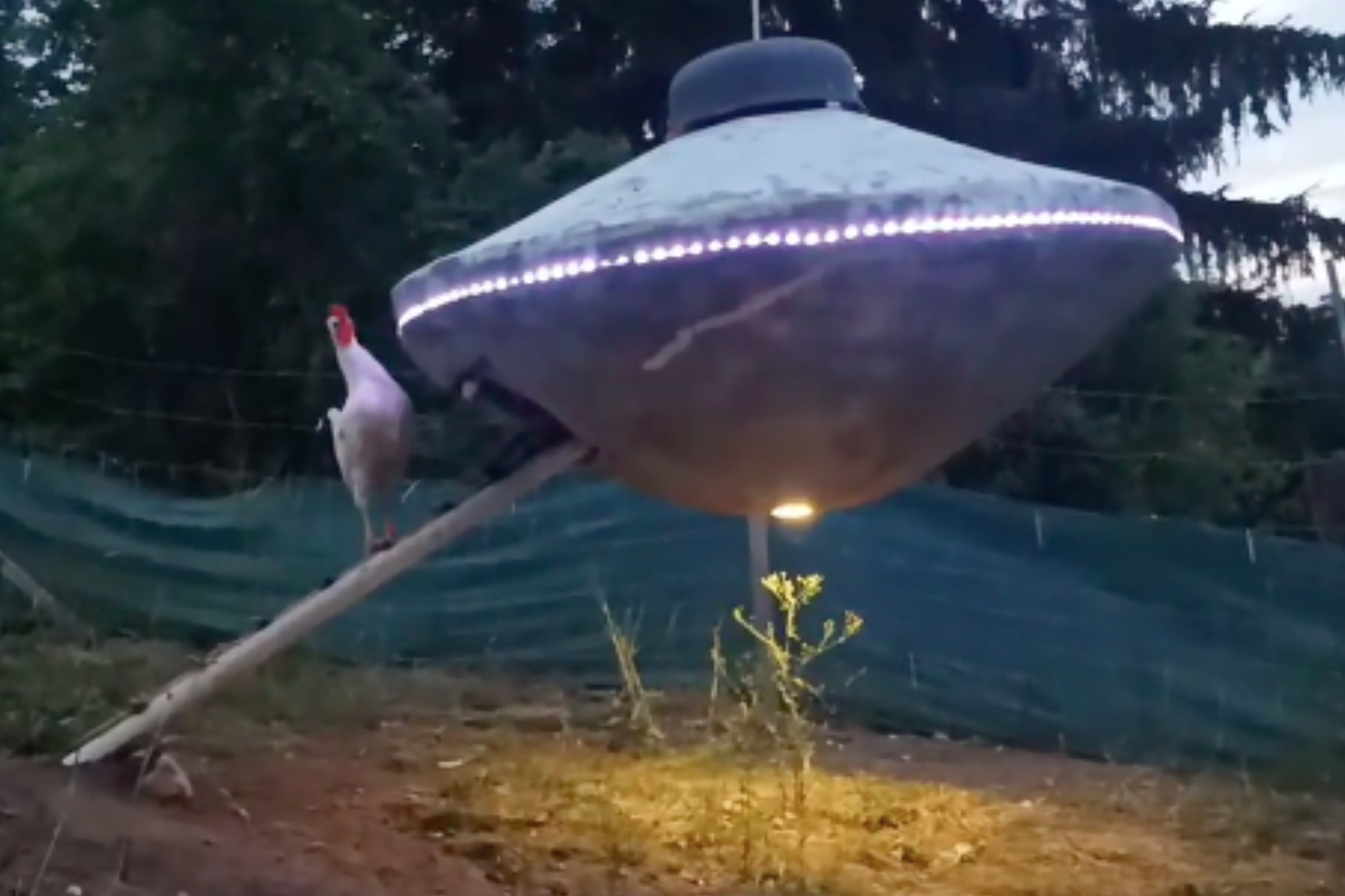 Watch Chickens Returning to Their UFO Coop in Bizarre Video