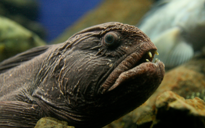 A wolf fish eel underwater.