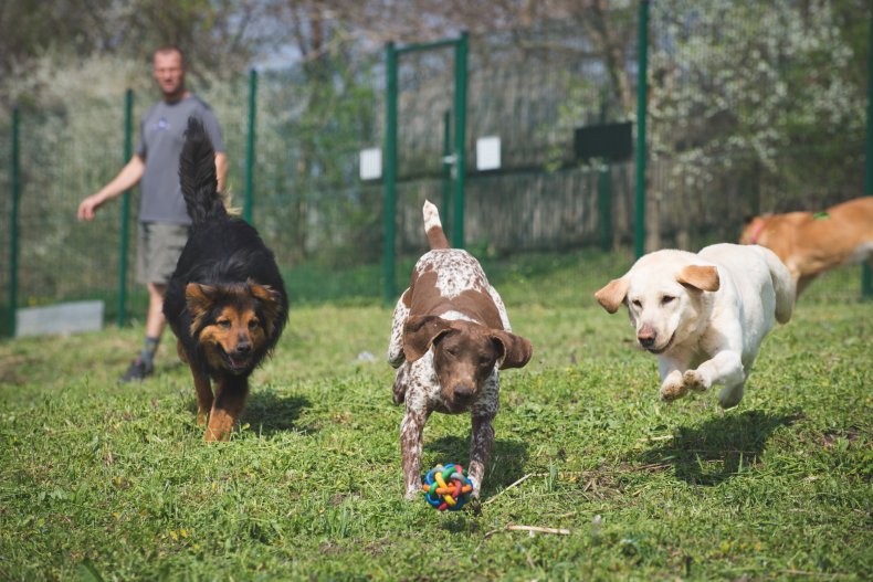 Group of dogs playing