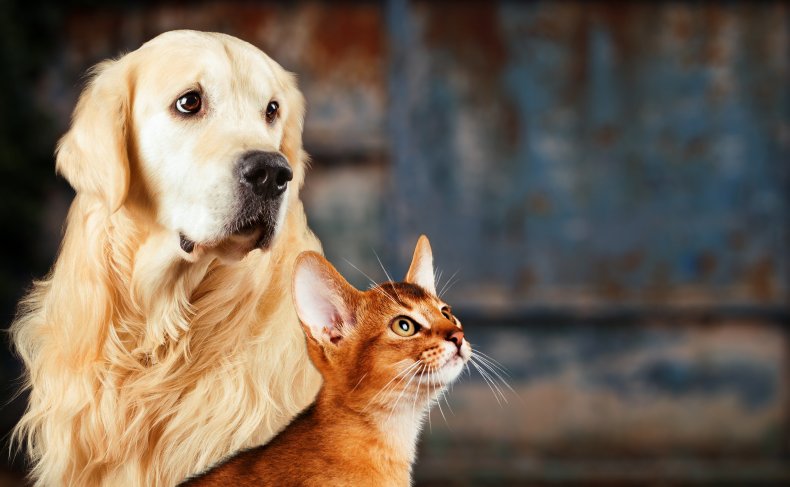 A cat with a golden retriever dog.