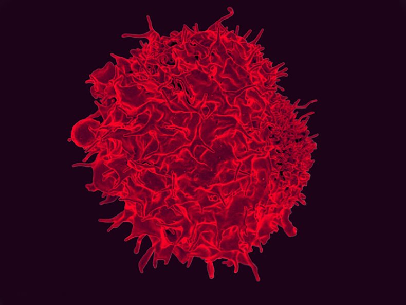 Colorized scanning electron micrograph of T lymphocyte