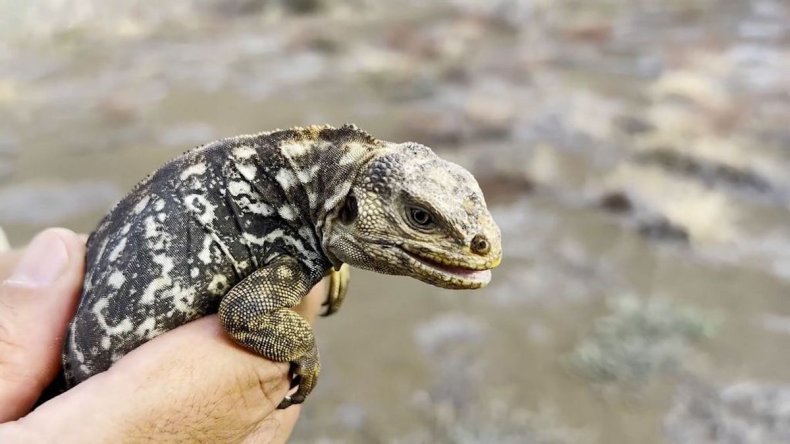 Iguana on Galapagos Island