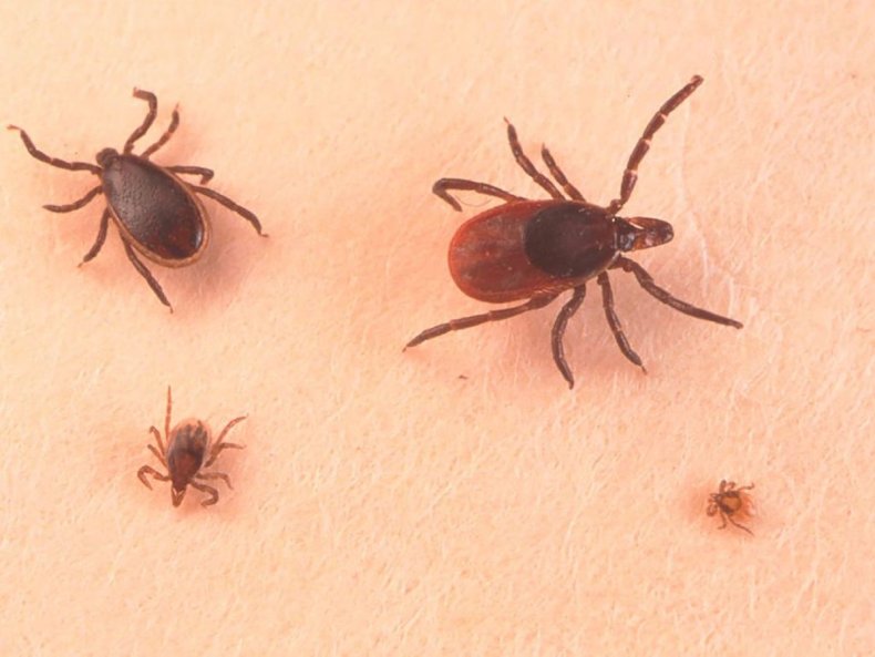 Adult female, adult male, nymph, larva ticks