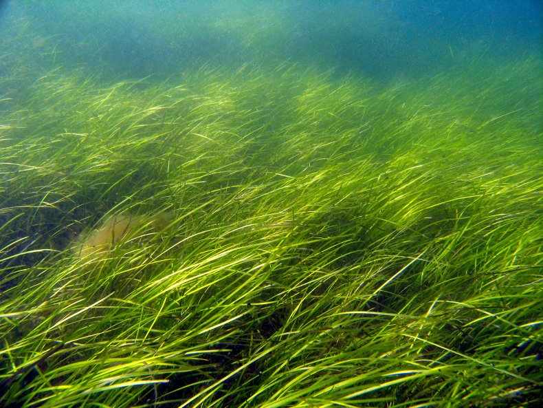Eelgrass from the Finnish Archipelago Sea