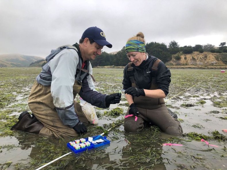 Ice age could still shape future of seagrass dependent species: scientists 3 Scientists take samples in North American waters