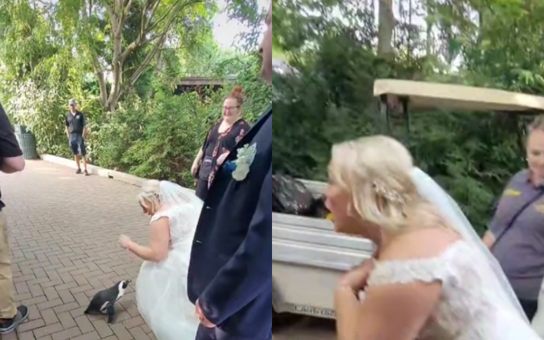 A wedding bride greets a penguin.