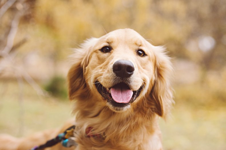 A close-up a golden retriever dog. 