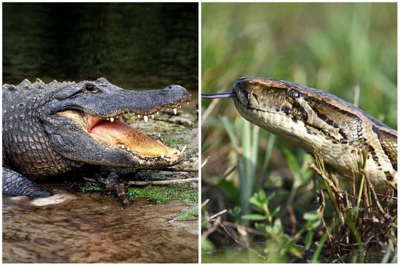 American Alligator and Burmese python