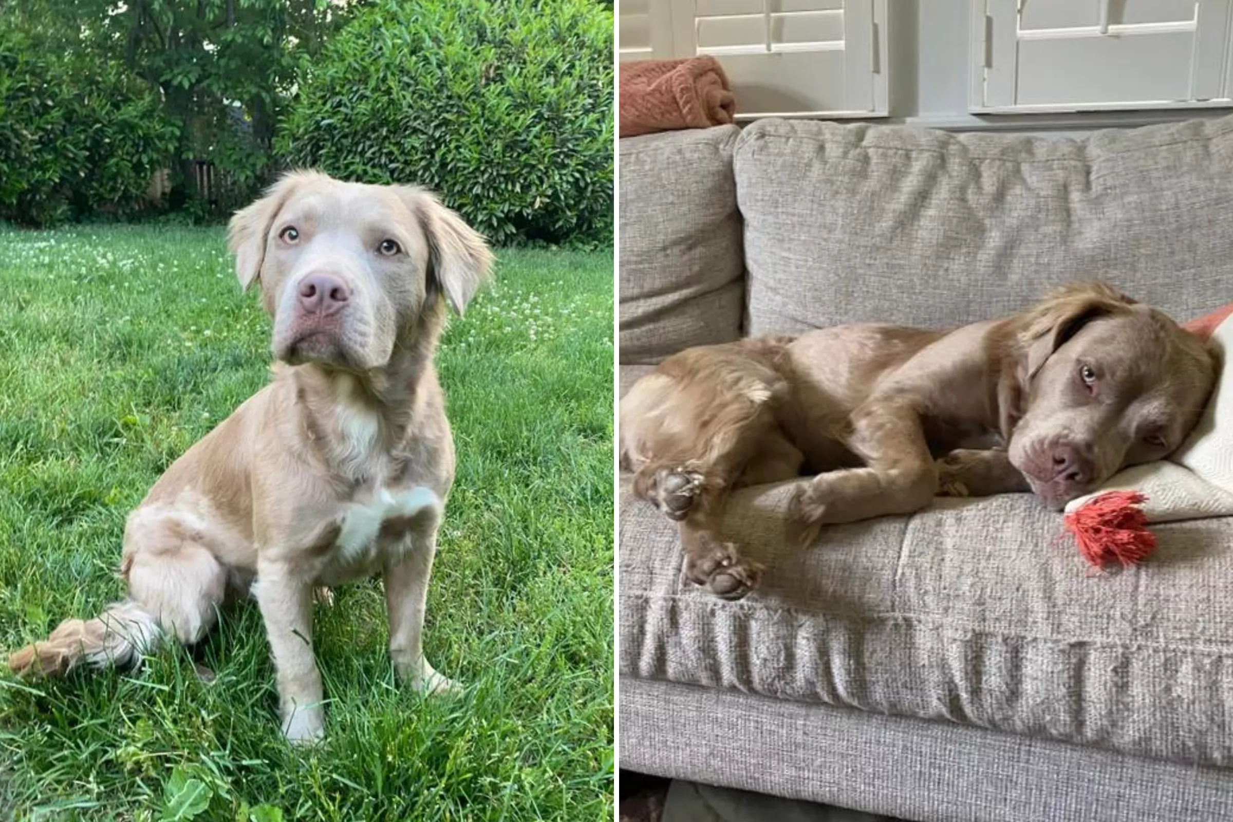 'Fluffy' Pit Bull With Long Hair Due to Rare Recessive Gene Stuns Internet - Vimarsana News