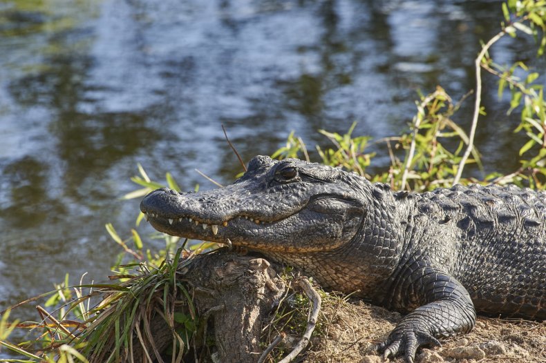 An American alligator