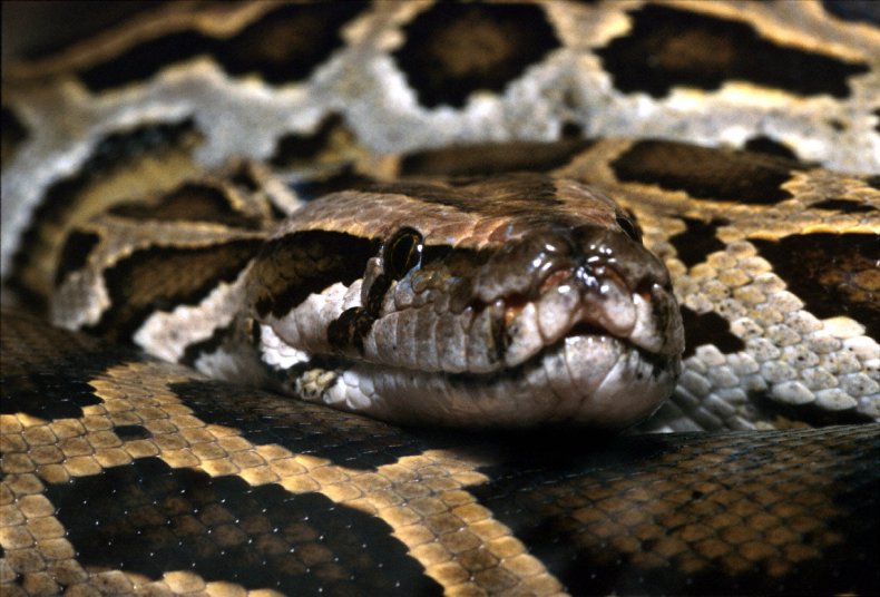A Burmese python