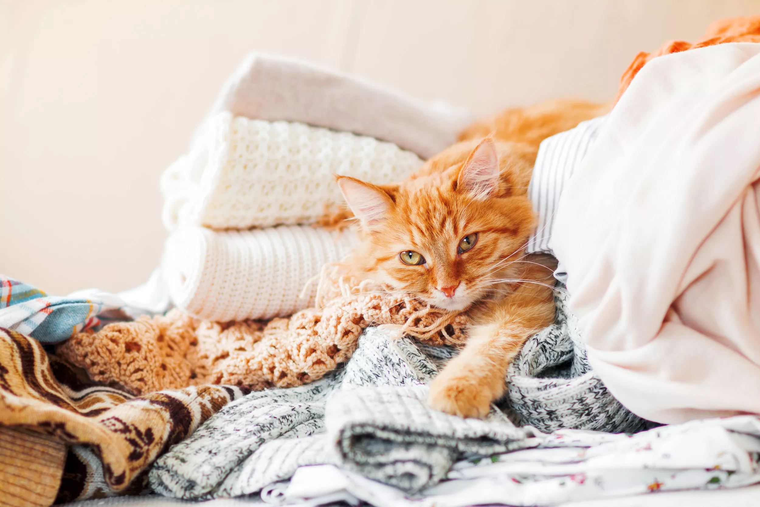 Cat Wearing Owners Shirt After It Was Near the Washing Machine Goes Viral - Vimarsana News