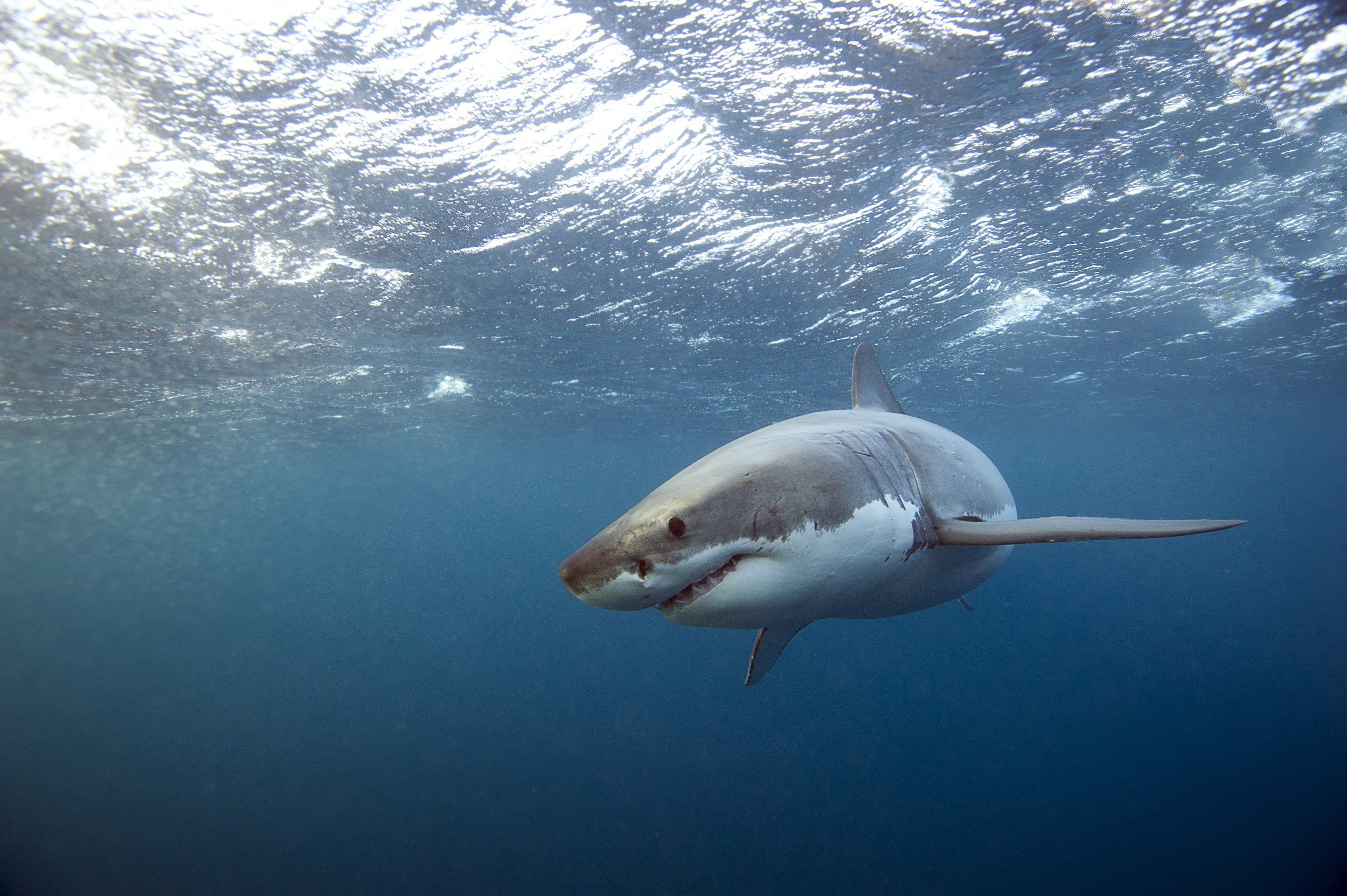 Great White Shark Over 13ft And 1 500lbs Tracked Near South Carolina 