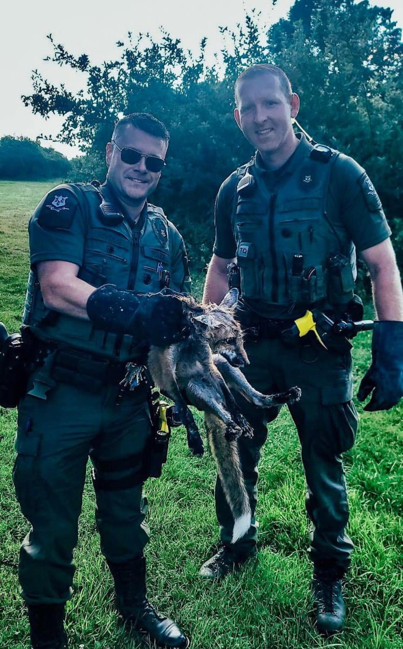 Fox