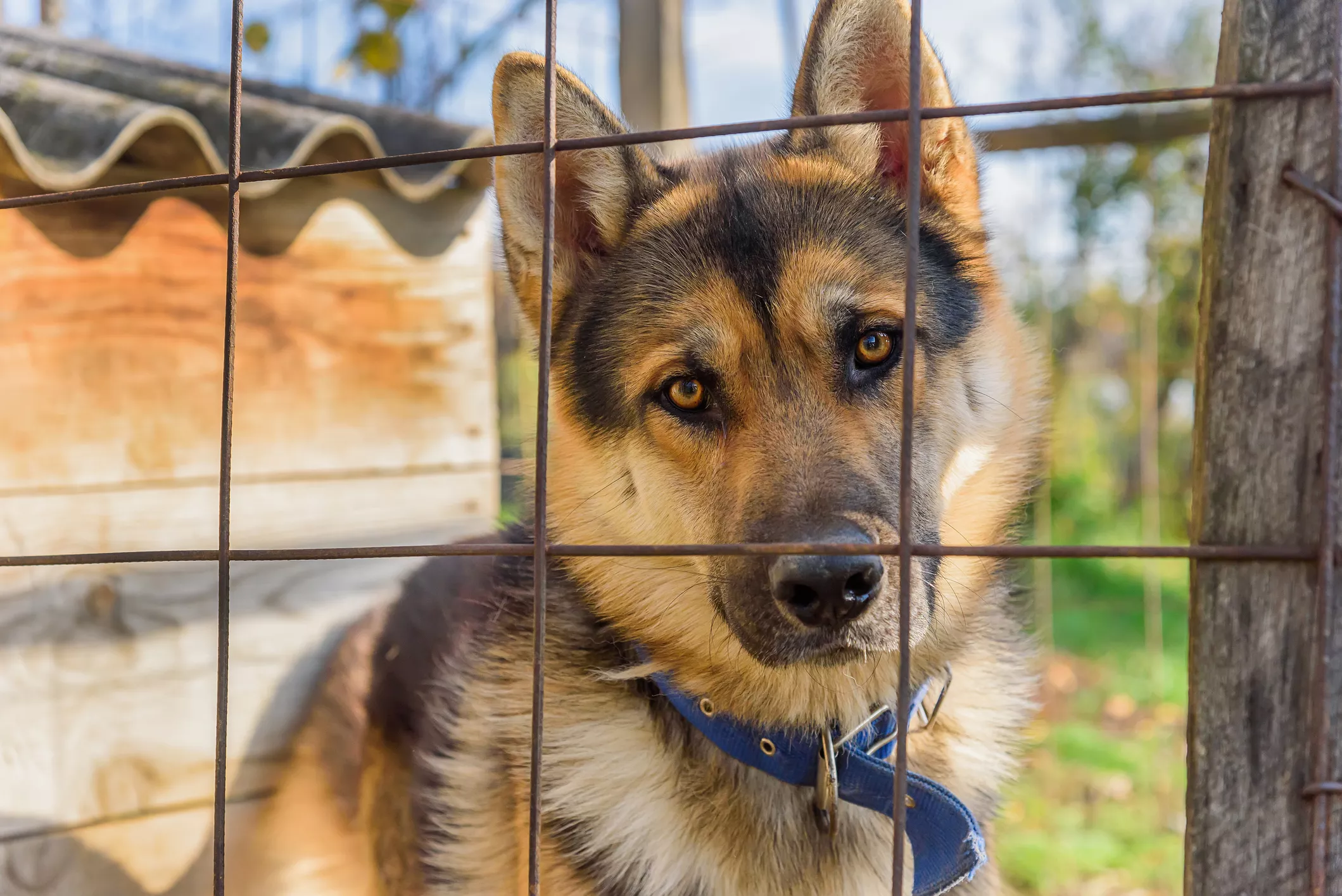 Dog Chasing 'Rude' Intruders Who Left Gate Open Has Internet in Hysterics - Vimarsana News