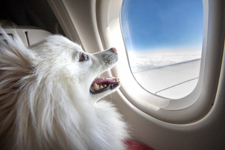 dog on a plane 