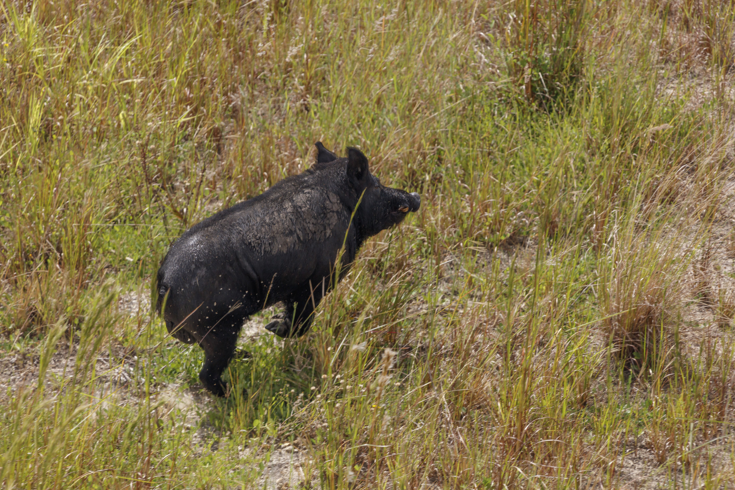 Giant Wild Hogs Animal