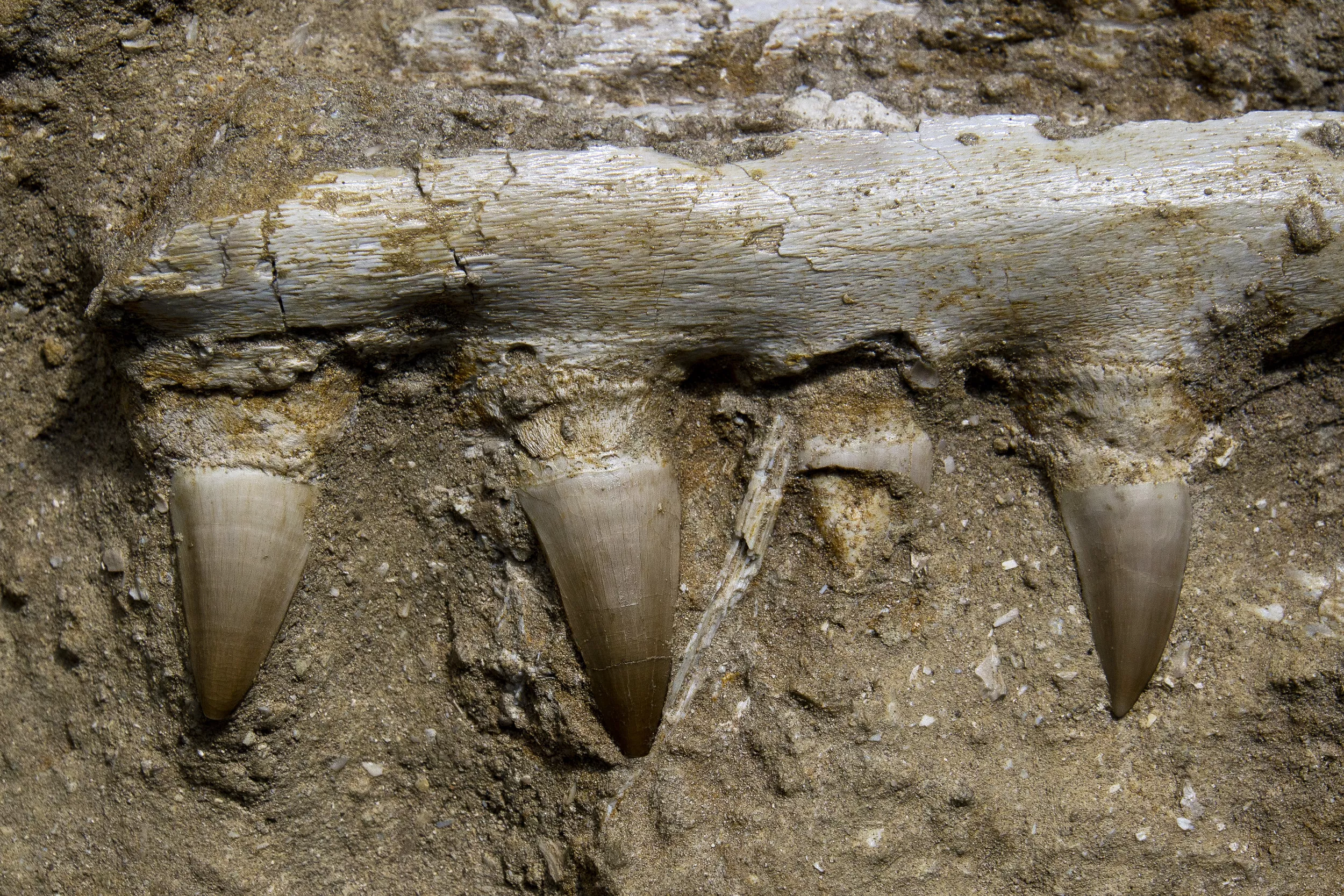 Fossil of 30-Foot Mosasaur, a Prehistoric Underwater Lizard, Found in Texas - Vimarsana News