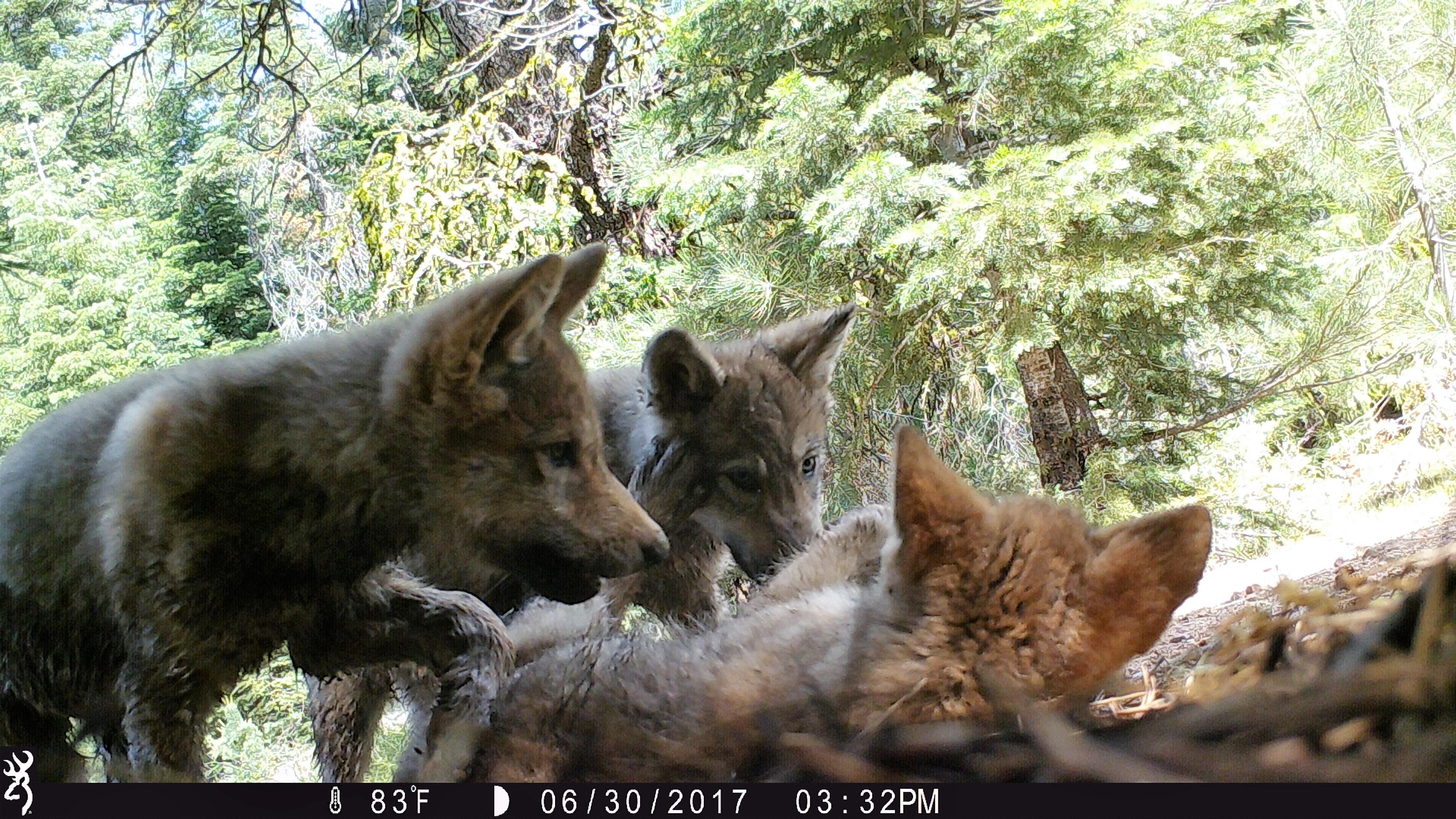 California Wolf Packs Welcome 11 New Pups In Conservation Milestone 