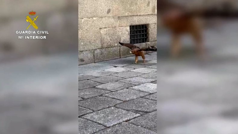 pThe eagle chick walks in the middle of the street of El Escorial, Madrid, Spain, July 29, 2022. The animal was eventually rescued. (Zenger)/p