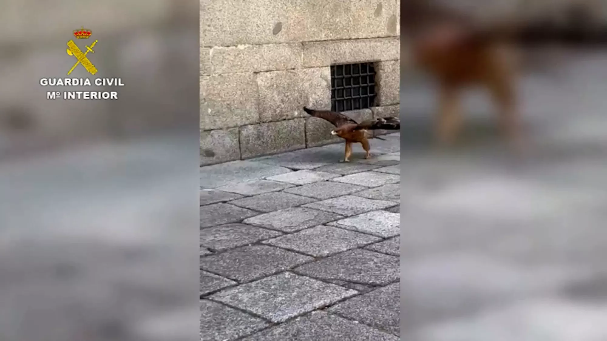 Police Rescue Lost and Dehydrated Eagle That Gatecrashed Royal Palace - Vimarsana News
