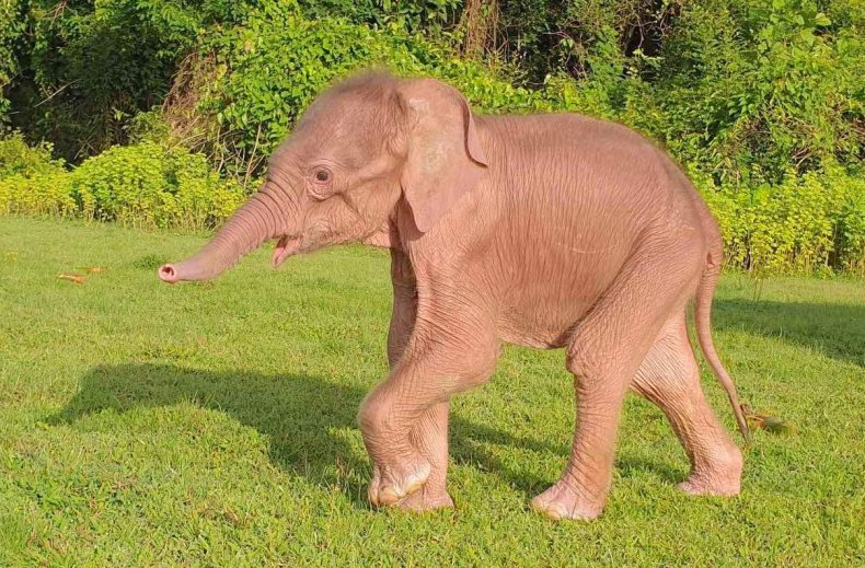 Albino elephant 