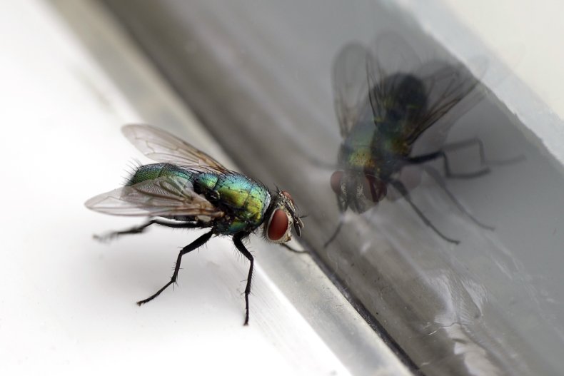 fly
