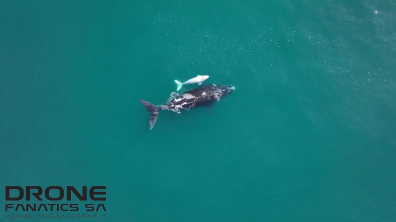 White whale