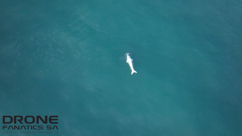 White whale