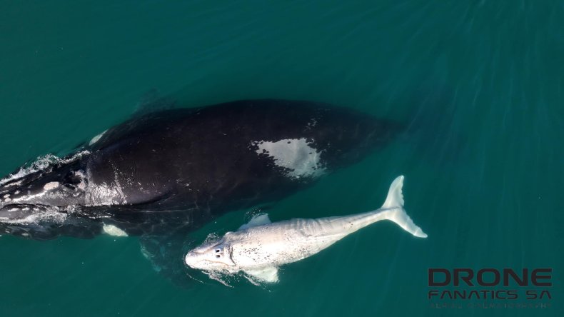 White whale