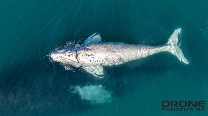 White whale