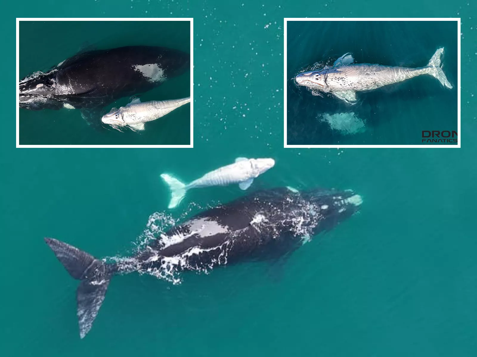 Southern Rught Whale Southern Right Whale Facts Southern Right Whale (Eubalaena Australis)