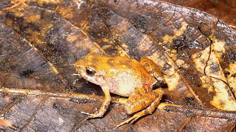 New frog species Craugastor bitonium