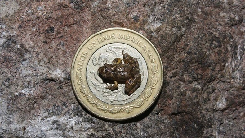 Craugastor rubinus in Jalisco, Mexico