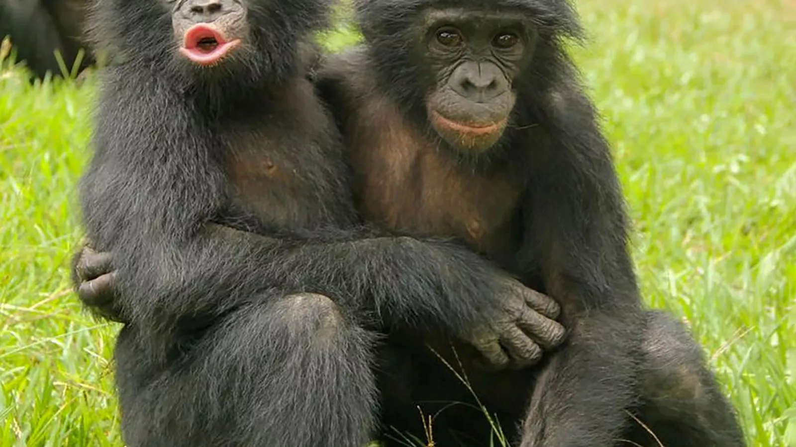 Moment of Truth - Greenpeace International Orangutan, Baby orangutan, Animals