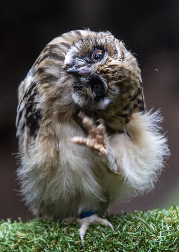 Machrihanish short-eared owl in Scotland