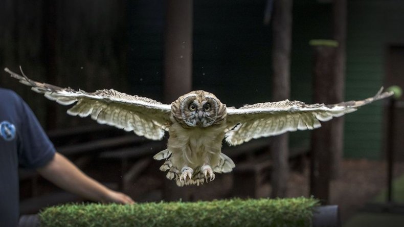 Machrihanish short-eared owl in Scotland