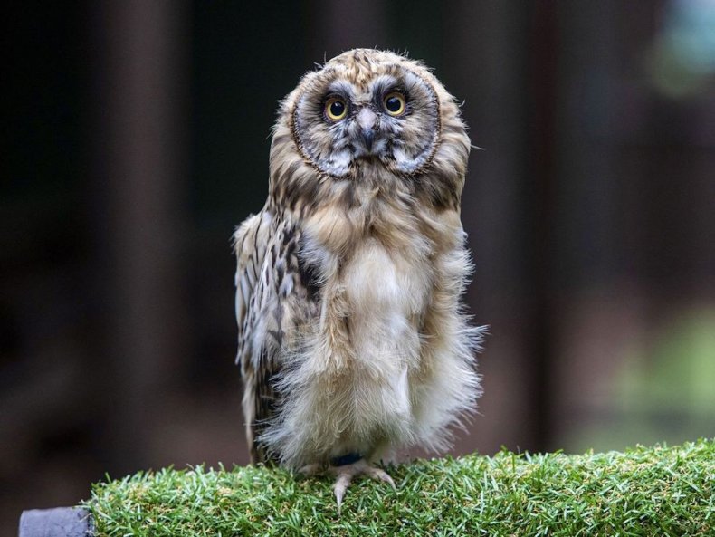 Machrihanish short-eared owl in Scotland
